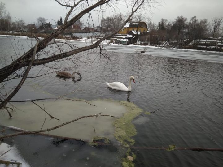 В поселке Васильево семья лебедей не может улететь на зимовку