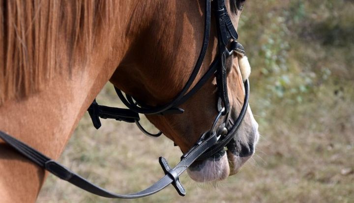 Минземимущество РТ выставит на торги четырех спортивных лошадей