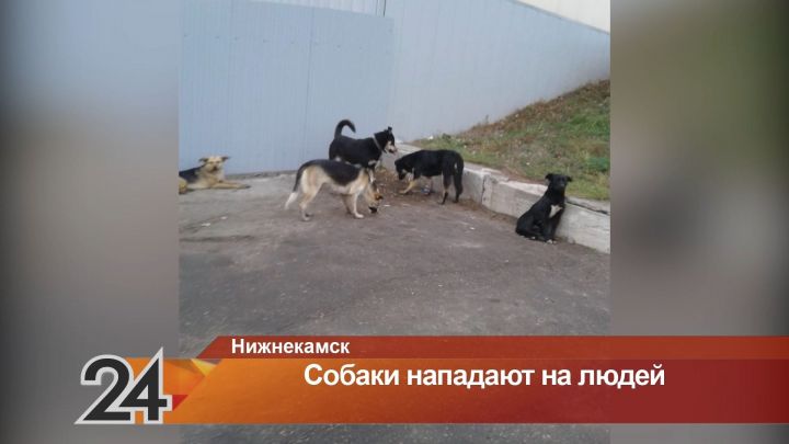 В нижнекамском посёлке бродячие собаки нападают на местных жителей