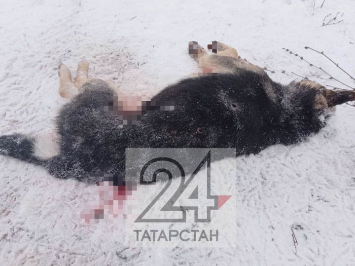 «Это ужас!»: казанцы сообщили, что неизвестные расстреляли на улице собак