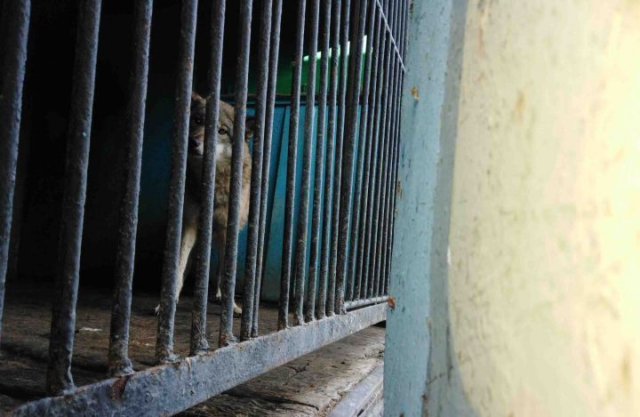 Прокуратура проверяет бугульминский зоопарк, где животные содержатся в ужасных условиях