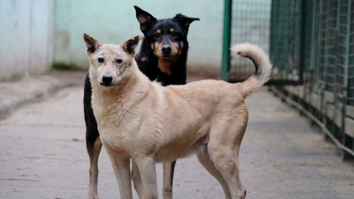 За 4 месяца казанцы оставили более 2,3 тыс. обращений на отлов бездомных собак