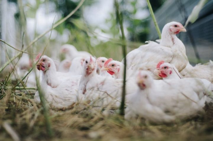 Президент РТ поручил аграриям выполнять все рекомендации по защите от птичьего гриппа