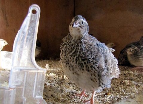 Из-за вспышки птичьего гриппа в Татарстане уничтожили почти 55 тысяч птиц