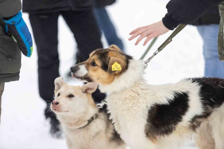 Казанцы собрали для собак из приюта порядка 10 кг корма в рамках акции «Лапа дружбы»