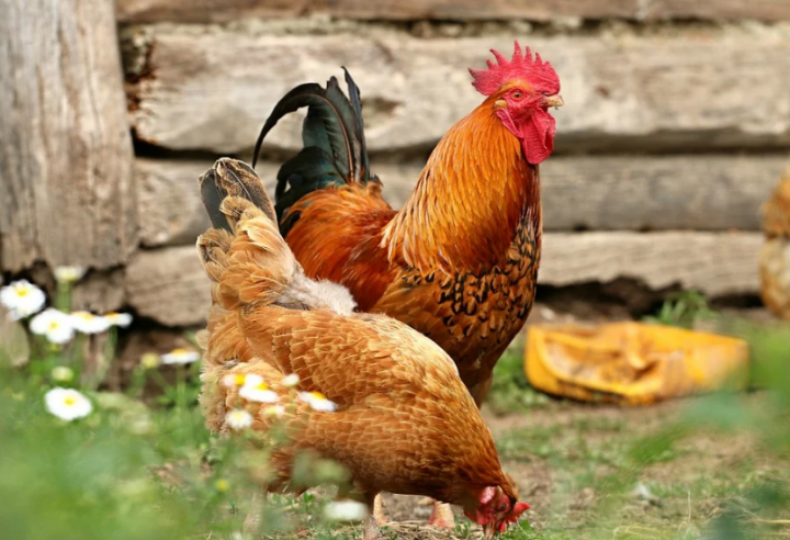В Тукаевском районе из-за птичьего гриппа уничтожат домашнюю птицу фермера