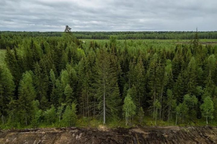 Более миллиона деревьев высадили в РТ после вырубки при строительстве М12