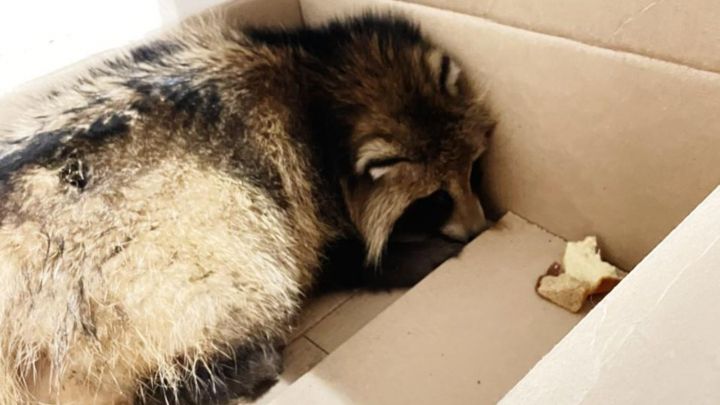 В Казани спасли енотовидную собаку