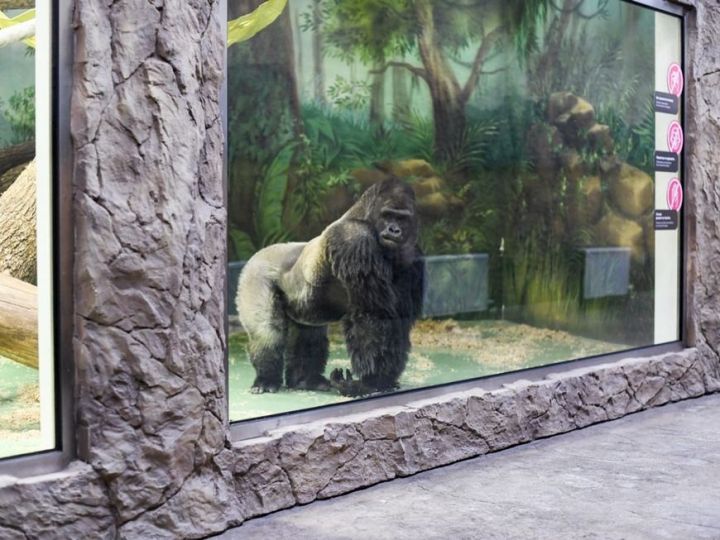 В казанский зоопарк «Река Замбези» привезли гориллу из Австрии