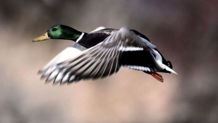 5 декабря в Татарстане завершится сезон охоты на гусей и уток
