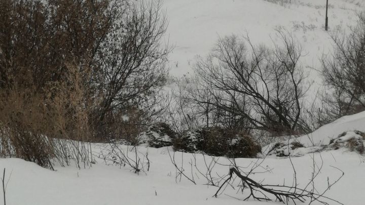 Экологи выявили несанкционированную свалку в Тетюшском районе