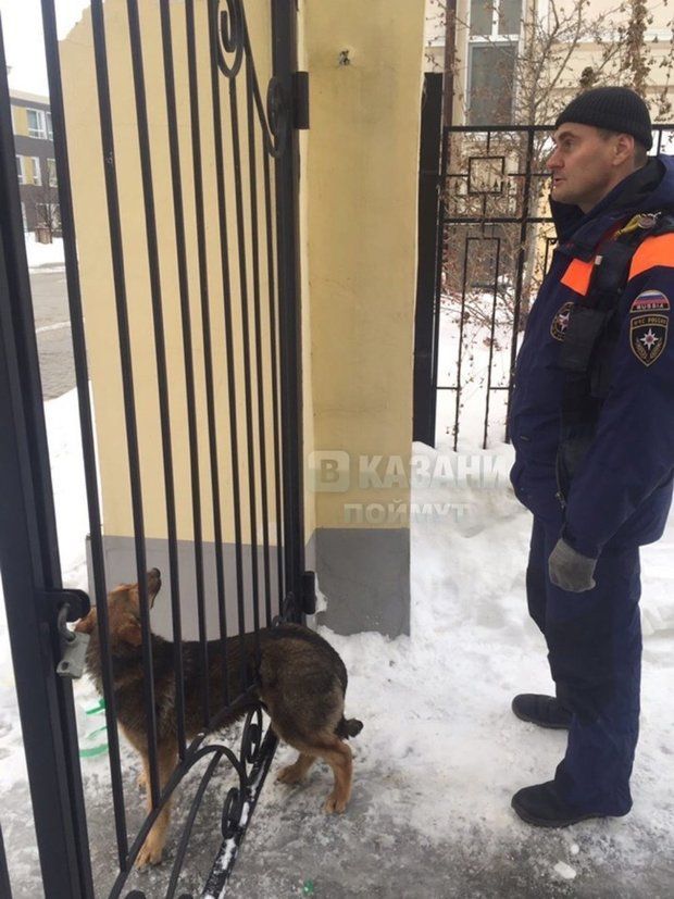 В Казани спасатели помогли застрявшей между прутьями собаке