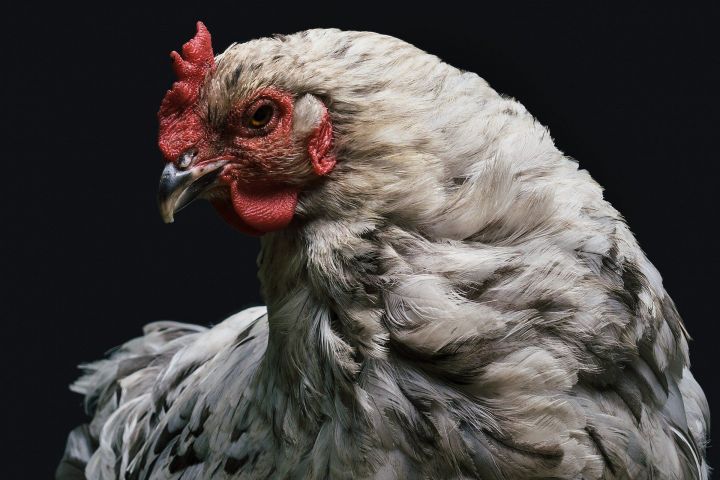 Ветеринары Татарстана не советуют покупать птицу с рук вне рынков