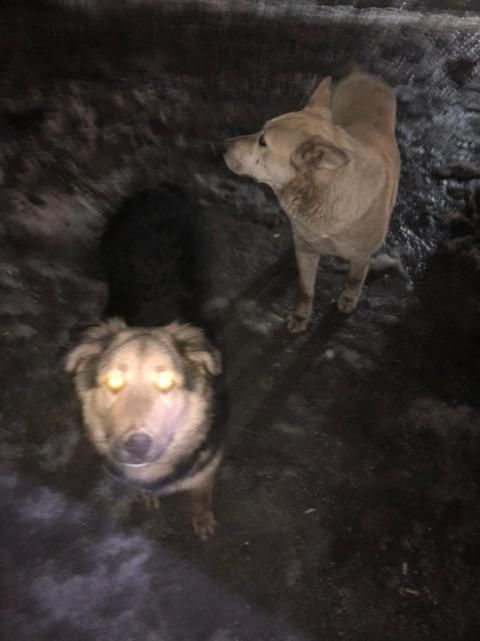 «Нападают на женщин с детьми»: казанцы вновь жалуются на агрессивных бездомных собак