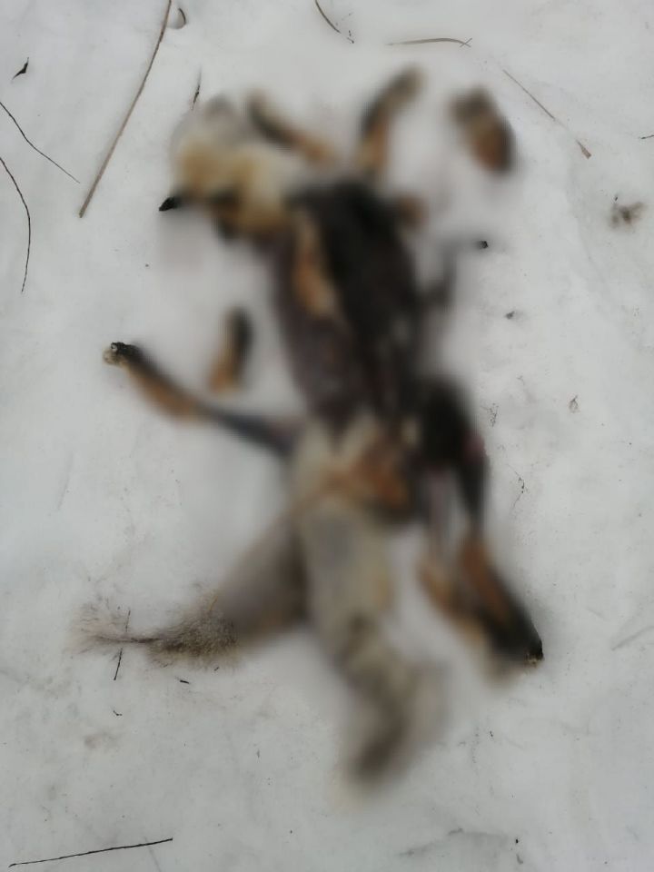 В одном из казанских поселков обнаружили трупы животных с содранной кожей