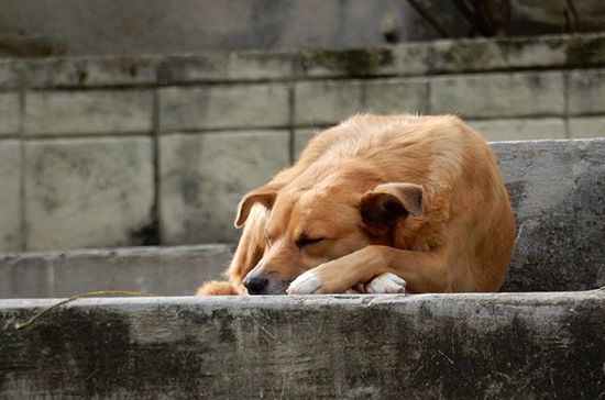 Татарстан занял первое место среди регионов РФ по числу бездомных собак