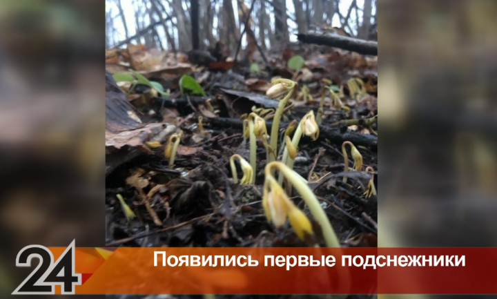 В лесах Татарстана появились первые подснежники