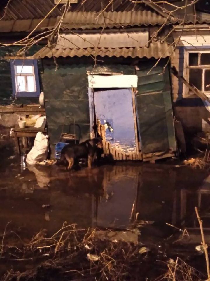 Соцсети: в Казани собака на цепи днями стоит в глубокой луже и скулит
