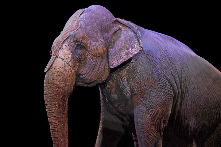 Подравшихся в казанском цирке слоних увезли в Крым
