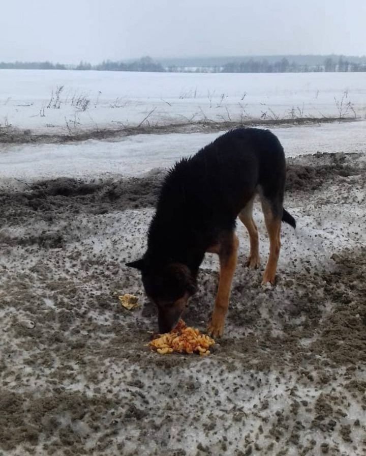 Волонтеры потеряли слепого пса, которого ранее нашли у дороги под Казанью