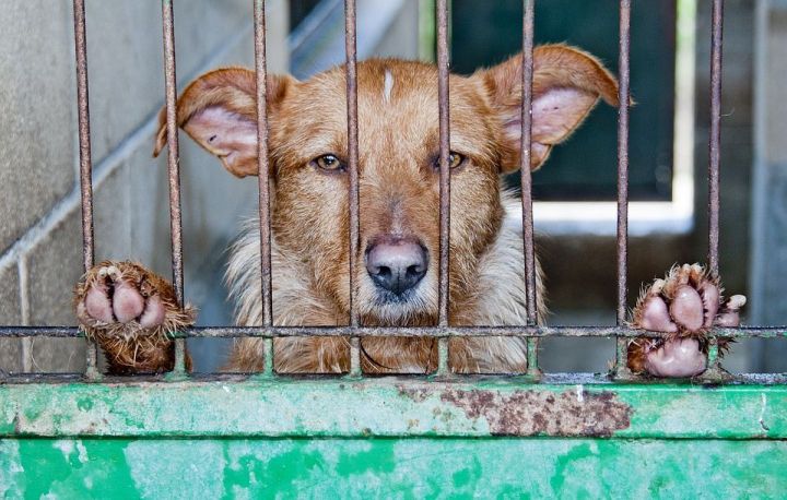Глава татарстанского приюта «Пес и кот» рассказал, как и почему к ним попадают домашние животные
