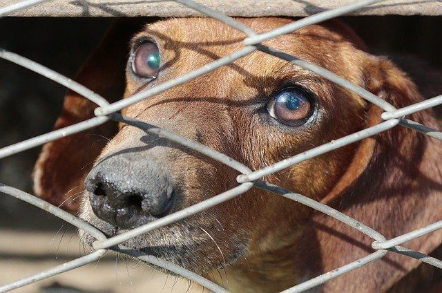 Правительство РФ подготовит законопроект о ведении учета домашних животных