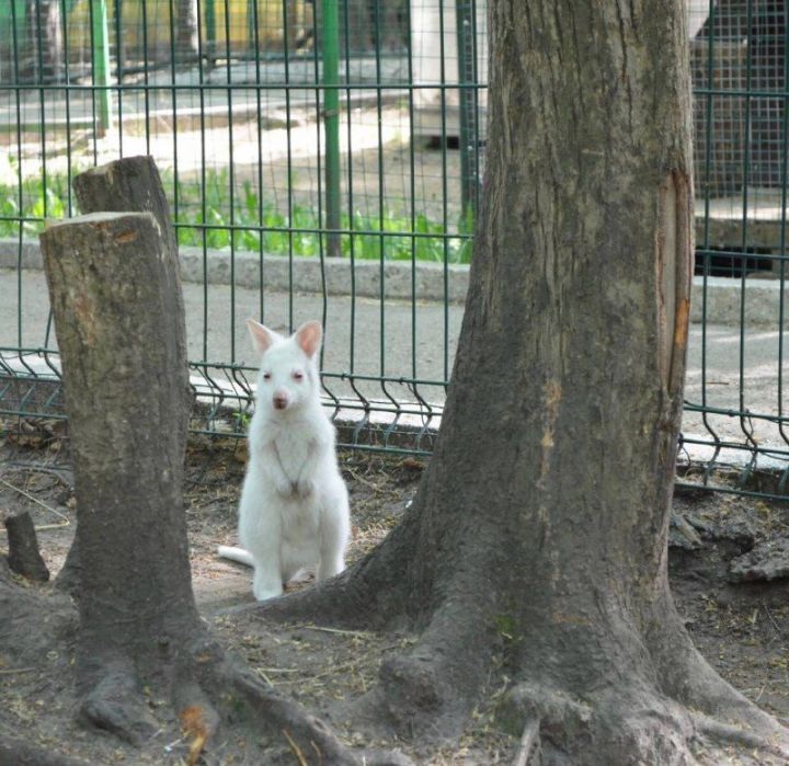В зоопарке под Казанью родился кенгуренок-альбинос