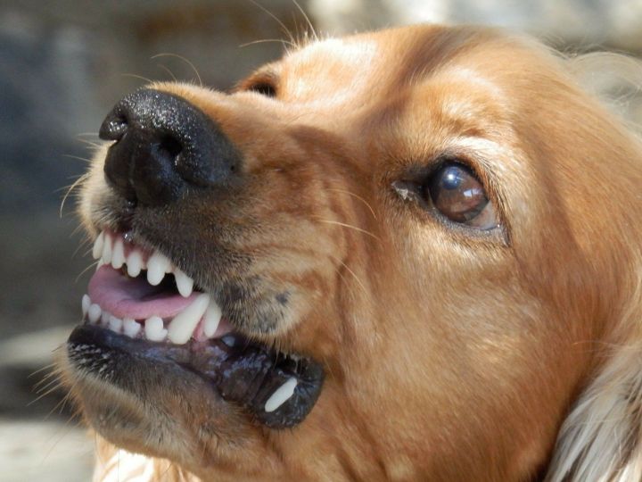 В Тукаевском районе отловили почти в восемь раз меньше собак, чем было заявлено