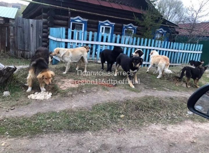В Казани стая собак разорвала кошку и напала на ее хозяина