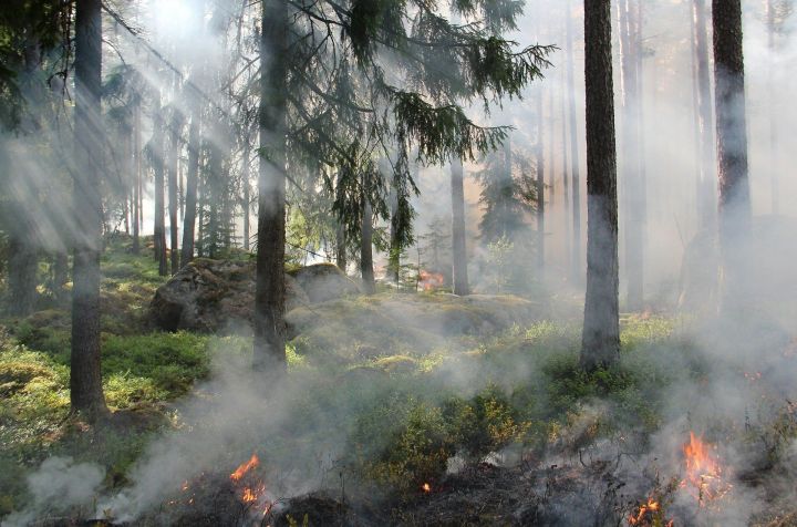 Из-за угрозы лесных пожаров в Татарстане объявили штормовое предупреждение