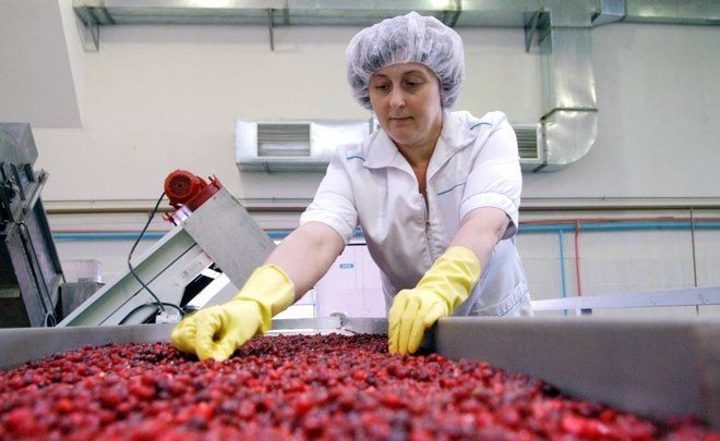 Центры заготовки и переработки ягодных культур откроют в Татарстане