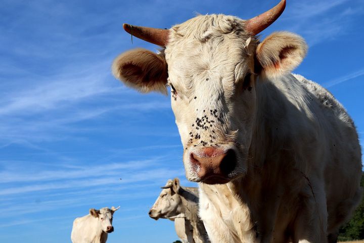 В Татарстане из горящей фермы эвакуировали 200 голов крупно-рогатого скота