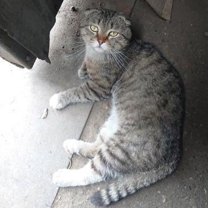 Жители Набережных Челнов спасли кота, оказавшегося в мусоровозе