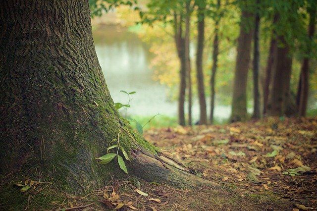 В Татарстане ввели ограничение на посещение лесов