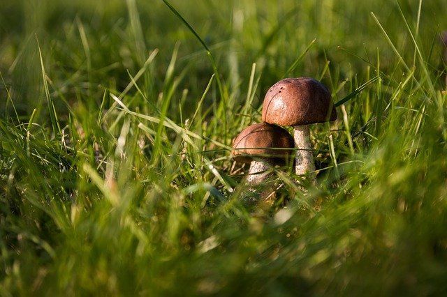 Из-за аномальной жары в Казани на месяц раньше появляются грибы
