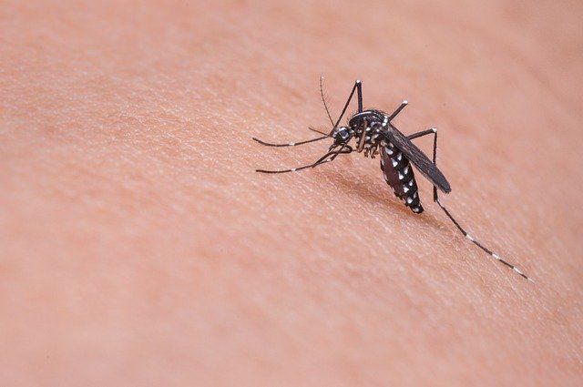 Эксперт КФУ объяснил нашествие комаров в Казани