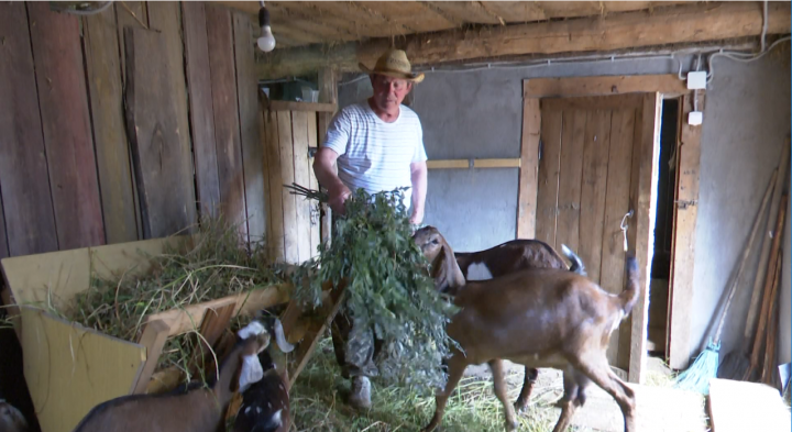 Семья из Мамадышского района начала разводить редких англо-нубийских коз