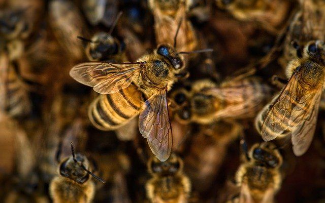 «Люди не хотят выводить гибель пчел на обозрение общественности» – дочь арского пчеловода о ситуации с мором насекомых