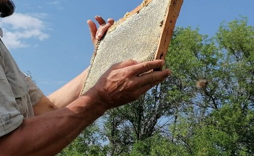 Глава РОО «Пчеловоды Татарстана» прокомментировал ситуацию с гибелью пчел в Арском районе