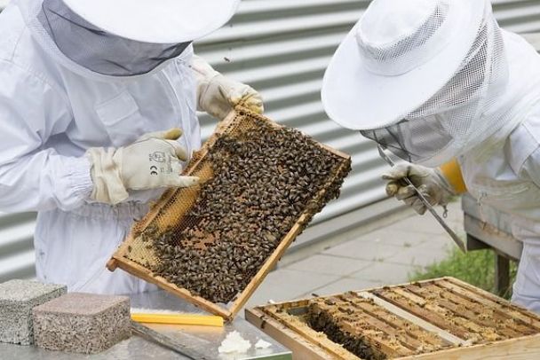 Пчеловоды РТ выступили против переезда в регион иностранных коллег и промышленного производства меда