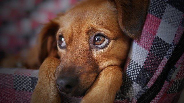 В поселках Казани откроются бесплатные мобильные пункты вакцинации собак