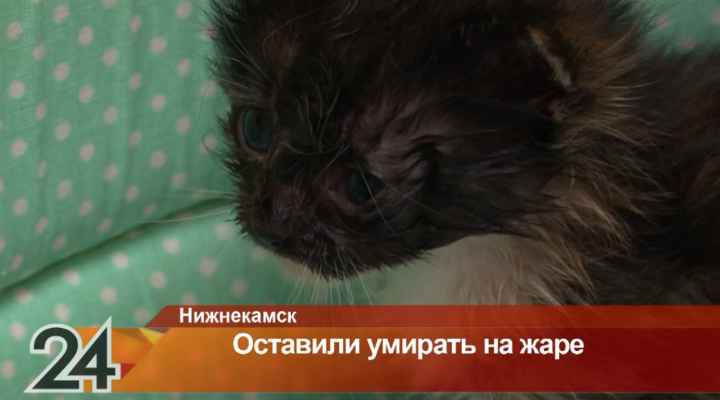 Нижнекамцы нашли на улице пакет с новорожденными котятами