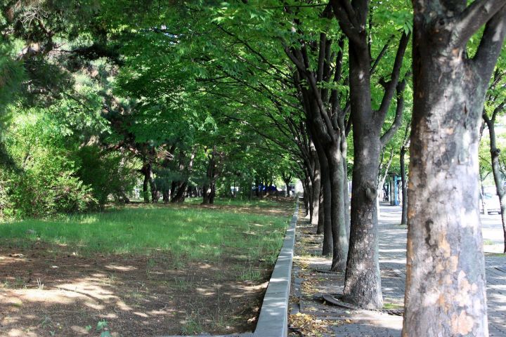 В Казани из-за аномальной жары усилили полив деревьев