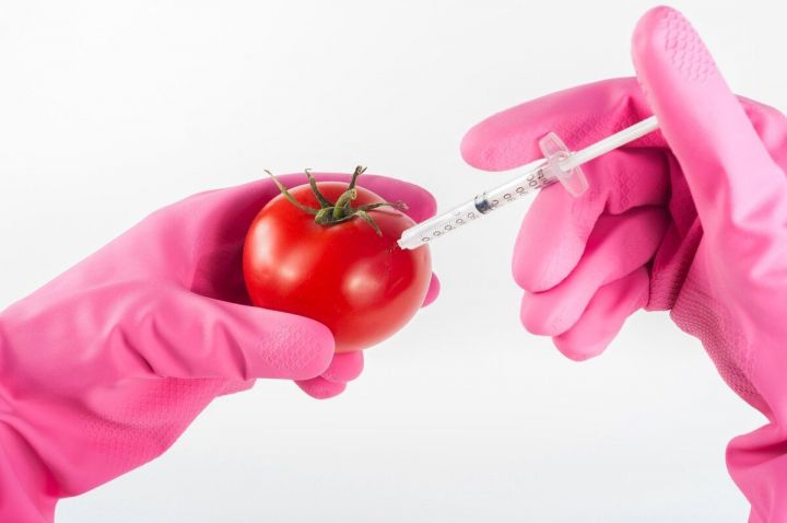 «Основная цель – накормить человечество»: ученый КФУ рассказал о пользе и негативных последствиях ГМО