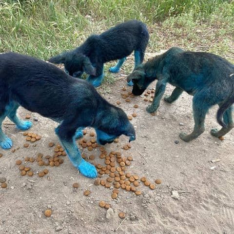 В Альметьевске обнаружены синие щенки