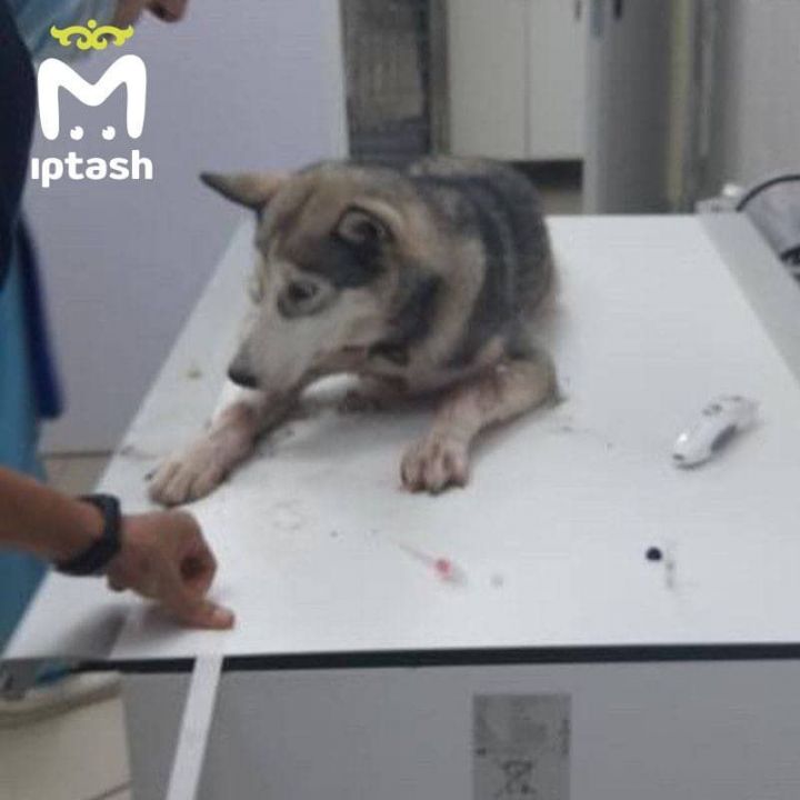 В Казани неизвестные выстрелили в собаку из пневматического оружия