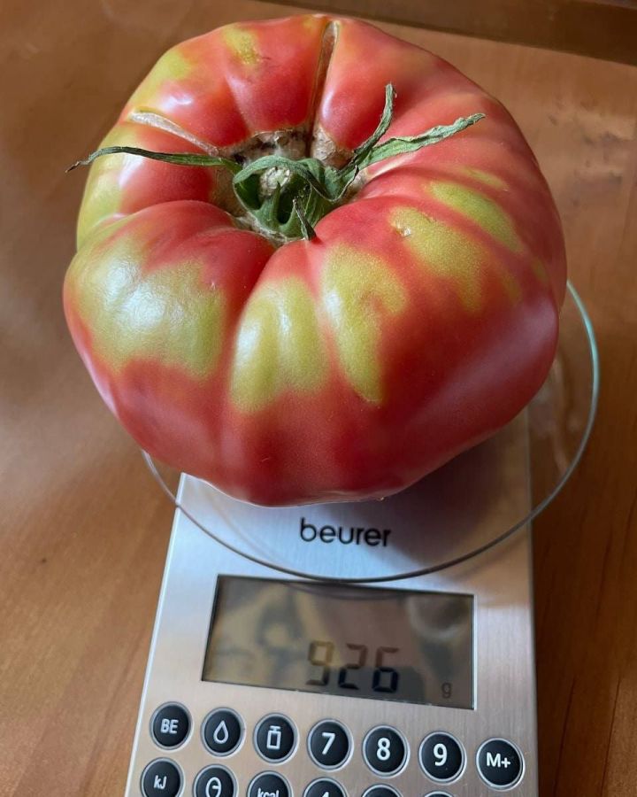 «Мастер на все руки»: Минниханов опубликовал фотографию помидора с собственного огорода