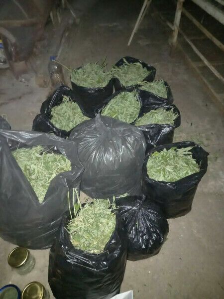На одной из ферм в Пестречинском районе РТ нашли 21 кг марихуаны, гранаты и оружие