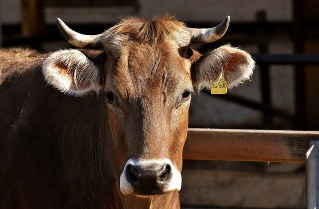 В Татарстане выбрали самых лучших коров и телят
