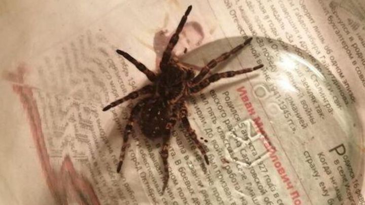 В Бавлинском районе нашли ядовитого южнорусского тарантула